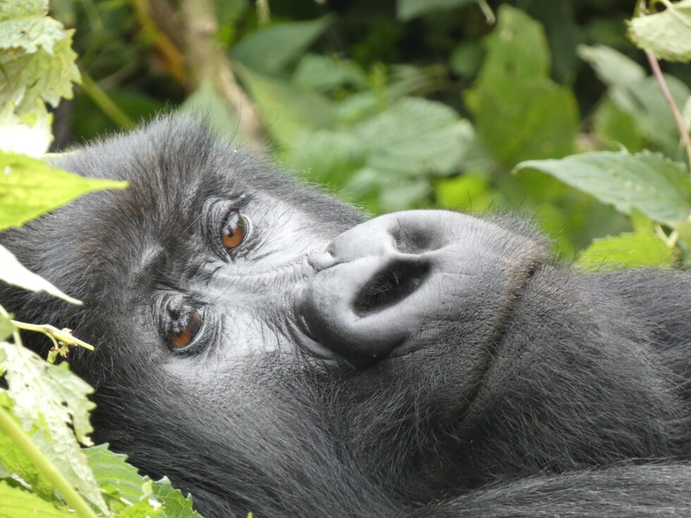 Gorilla and Chimp Trekking in Remarkable Rwanda